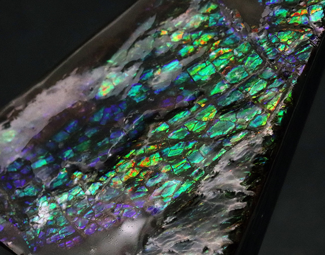 グリーンドラゴン!煌々と緑に輝く高品位アンモライト(Ammolite)のピース(その1)