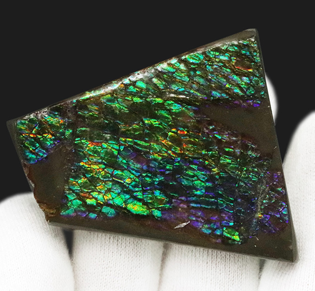 グリーンドラゴン!煌々と緑に輝く高品位アンモライト(Ammolite)のピース(その2)