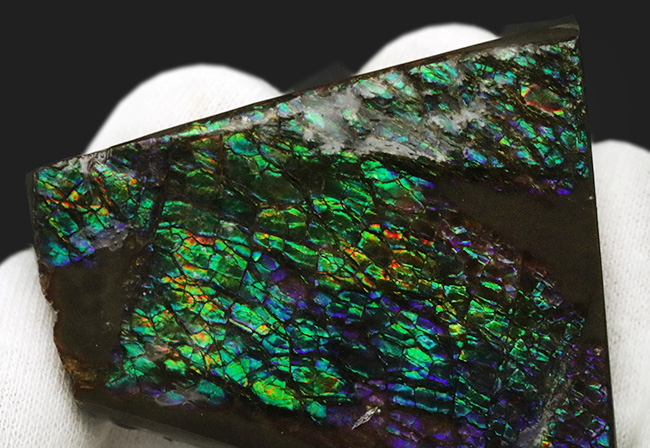グリーンドラゴン!煌々と緑に輝く高品位アンモライト(Ammolite)のピース(その3)