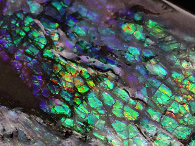 グリーンドラゴン!煌々と緑に輝く高品位アンモライト(Ammolite)のピース(その4)