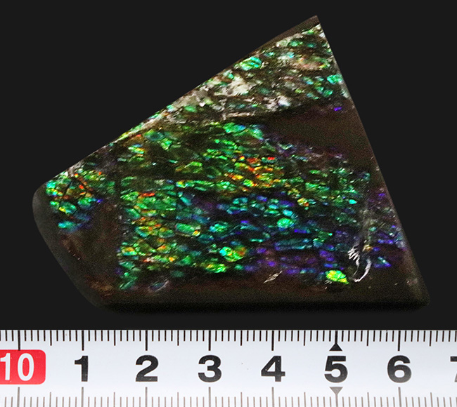 グリーンドラゴン!煌々と緑に輝く高品位アンモライト(Ammolite)のピース(その7)