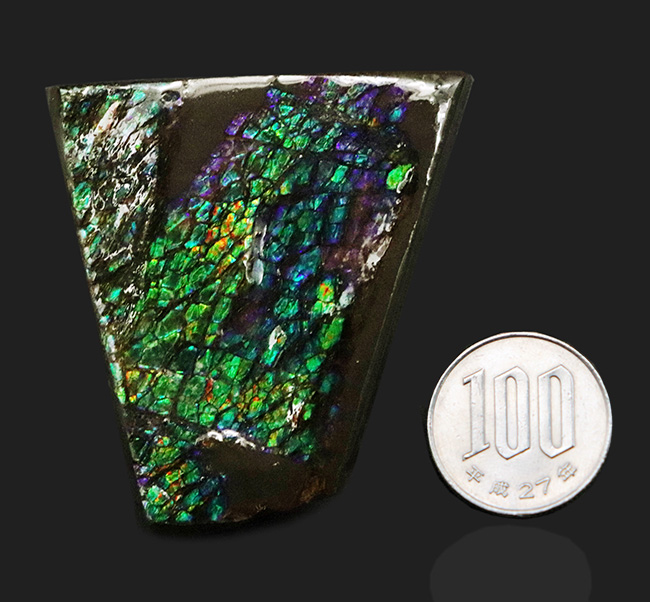 グリーンドラゴン!煌々と緑に輝く高品位アンモライト(Ammolite)のピース(その8)