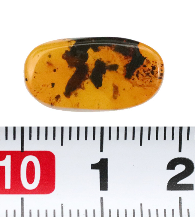 深いブラウンを呈する、中央に虫を内包したミャンマー産琥珀、バーマイト（Burmite）（その10）
