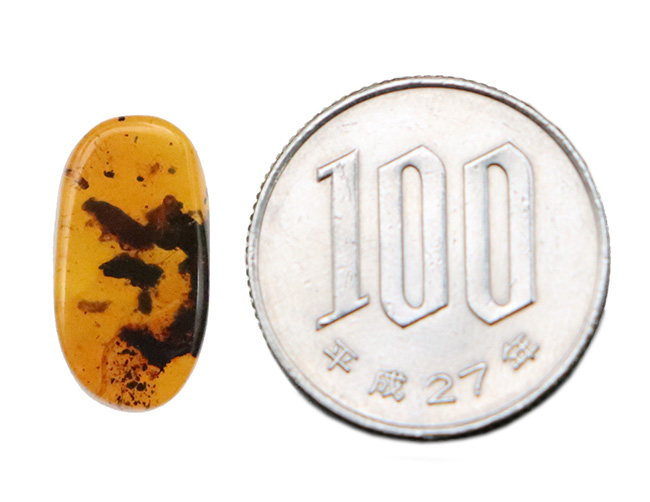 深いブラウンを呈する、中央に虫を内包したミャンマー産琥珀、バーマイト（Burmite）（その11）
