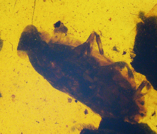 深いブラウンを呈する、中央に虫を内包したミャンマー産琥珀、バーマイト（Burmite）（その6）