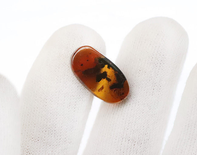 深いブラウンを呈する、中央に虫を内包したミャンマー産琥珀、バーマイト（Burmite）（その8）