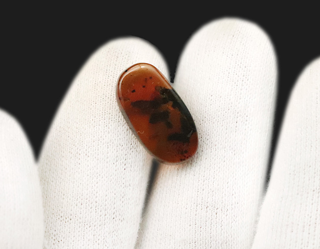 深いブラウンを呈する、中央に虫を内包したミャンマー産琥珀、バーマイト（Burmite）（その9）