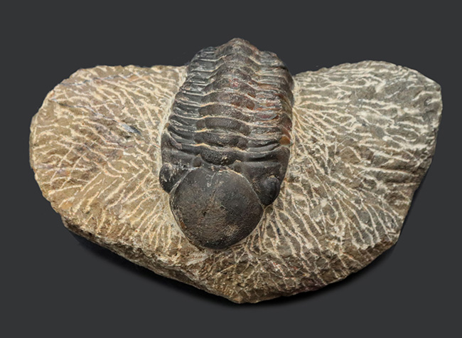 どでかい頭鞍部にご注目！本体カーブ計測９３ミリ！モロッコ産のデボン紀の三葉虫、リードプス（Reedops）の化石（その1）