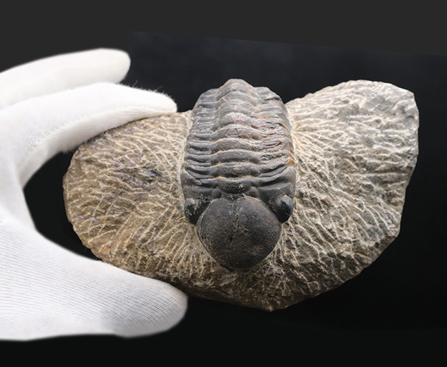どでかい頭鞍部にご注目！本体カーブ計測９３ミリ！モロッコ産のデボン紀の三葉虫、リードプス（Reedops）の化石（その10）