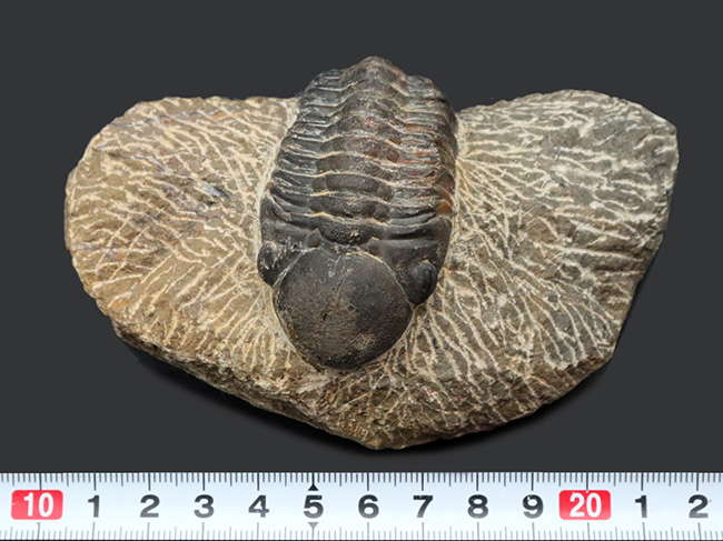 どでかい頭鞍部にご注目！本体カーブ計測９３ミリ！モロッコ産のデボン紀の三葉虫、リードプス（Reedops）の化石（その11）