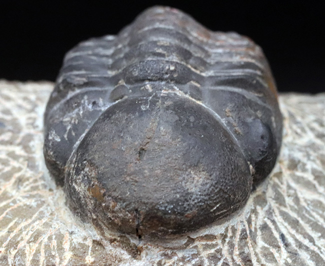 どでかい頭鞍部にご注目！本体カーブ計測９３ミリ！モロッコ産のデボン紀の三葉虫、リードプス（Reedops）の化石（その3）
