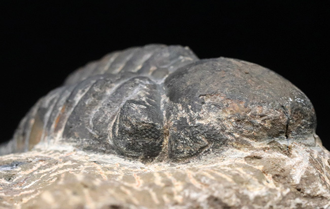 どでかい頭鞍部にご注目！本体カーブ計測９３ミリ！モロッコ産のデボン紀の三葉虫、リードプス（Reedops）の化石（その5）