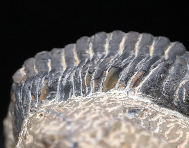 どでかい頭鞍部にご注目！本体カーブ計測９３ミリ！モロッコ産のデボン紀の三葉虫、リードプス（Reedops）の化石（その6）