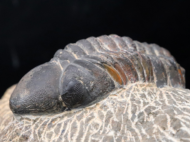 どでかい頭鞍部にご注目！本体カーブ計測９３ミリ！モロッコ産のデボン紀の三葉虫、リードプス（Reedops）の化石（その7）