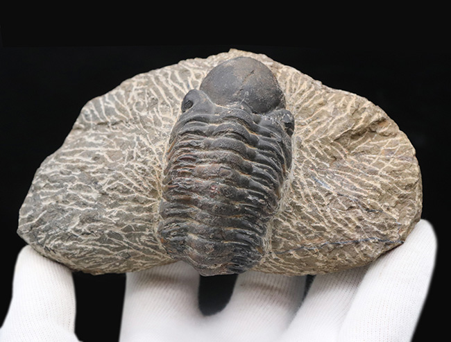 どでかい頭鞍部にご注目！本体カーブ計測９３ミリ！モロッコ産のデボン紀の三葉虫、リードプス（Reedops）の化石（その8）