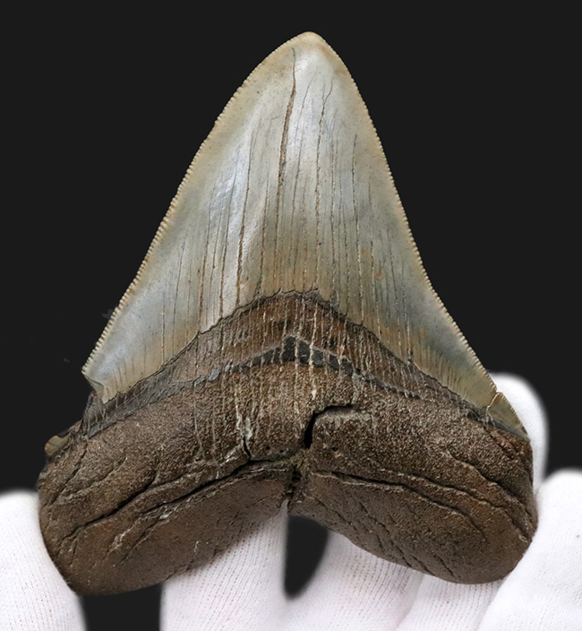 ハンターのこだわりで無補修のまま保持！ナチュラル＆ビューティー、サウスカロライナ州産のメガロドン（Carcharocles megalodon）の歯化石（その1）