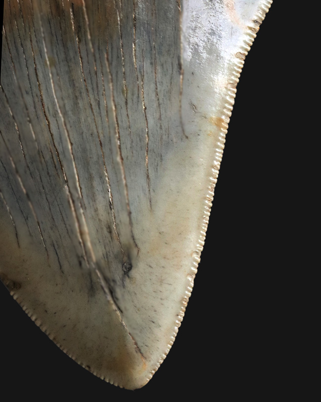 ハンターのこだわりで無補修のまま保持！ナチュラル＆ビューティー、サウスカロライナ州産のメガロドン（Carcharocles megalodon）の歯化石（その2）