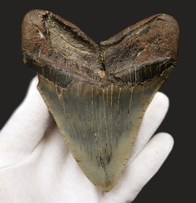 ハンターのこだわりで無補修のまま保持！ナチュラル＆ビューティー、サウスカロライナ州産のメガロドン（Carcharocles megalodon）の歯化石（その3）