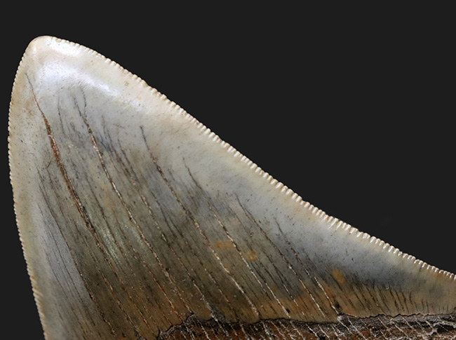 ハンターのこだわりで無補修のまま保持！ナチュラル＆ビューティー、サウスカロライナ州産のメガロドン（Carcharocles megalodon）の歯化石（その4）