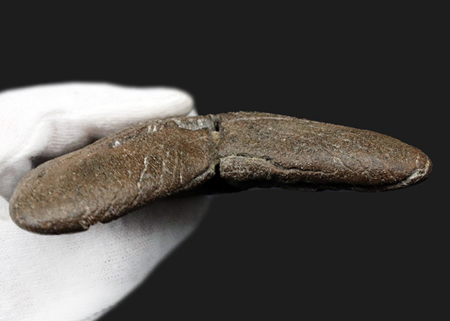 ハンターのこだわりで無補修のまま保持！ナチュラル＆ビューティー、サウスカロライナ州産のメガロドン（Carcharocles megalodon）の歯化石（その5）