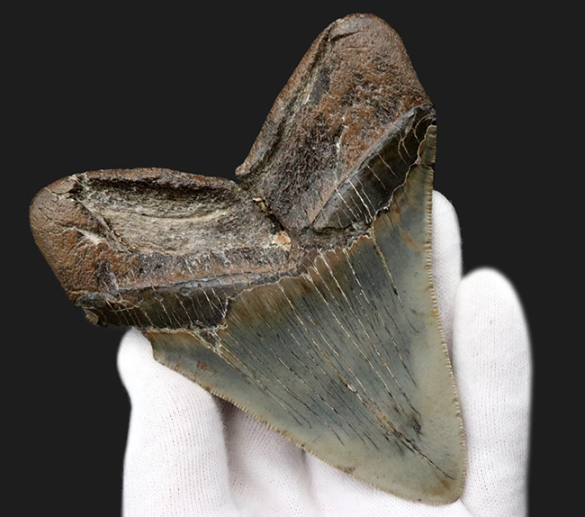 ハンターのこだわりで無補修のまま保持！ナチュラル＆ビューティー、サウスカロライナ州産のメガロドン（Carcharocles megalodon）の歯化石（その6）
