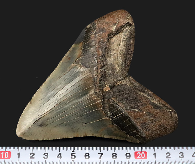 ハンターのこだわりで無補修のまま保持！ナチュラル＆ビューティー、サウスカロライナ州産のメガロドン（Carcharocles megalodon）の歯化石（その7）