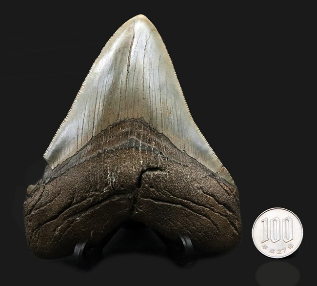 ハンターのこだわりで無補修のまま保持！ナチュラル＆ビューティー、サウスカロライナ州産のメガロドン（Carcharocles megalodon）の歯化石（その8）