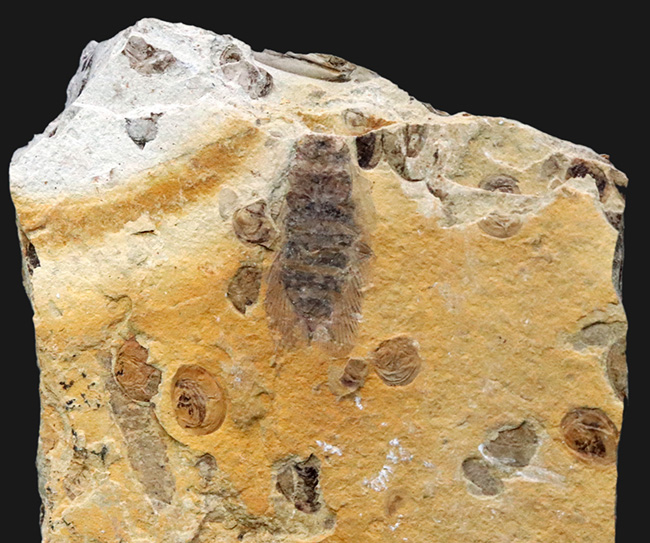 中国北部地方のジュラ紀の地層より採集された、セミに似た羽虫が鎮座した群集化石（その1）