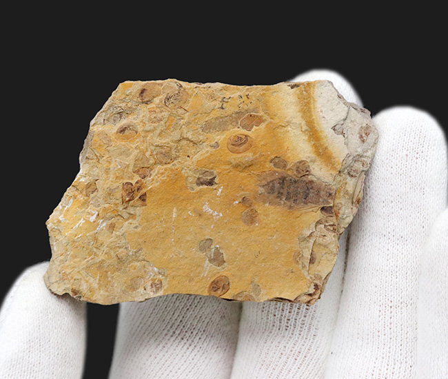 中国北部地方のジュラ紀の地層より採集された、セミに似た羽虫が鎮座した群集化石(その3)