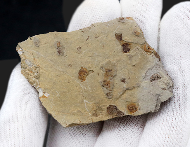 中国北部地方のジュラ紀の地層より採集された、セミに似た羽虫が鎮座した群集化石(その4)