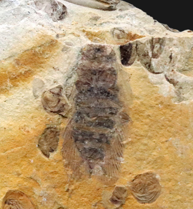 中国北部地方のジュラ紀の地層より採集された、セミに似た羽虫が鎮座した群集化石（その5）