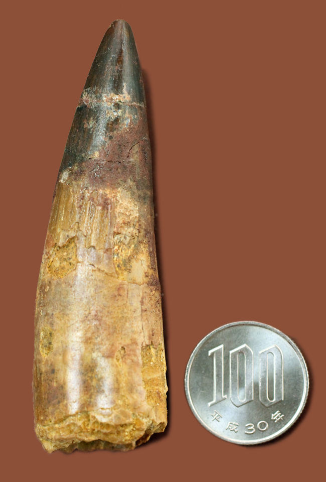 先端欠損なし、鋭く、太く、長い！それでいて良形の美しい