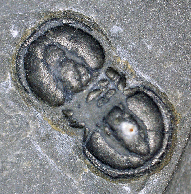 カンブリア紀の一風変わった生物、三葉虫であって三葉虫ではない？異質の存在、ペロノプシス（Peronopsis interstrictus）の上質化石（その1）