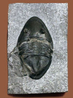一期一会のレア標本！カナダ・オンタリオ州産三葉虫イソテルス・マフリッツェ（Isotelus mafritzae）