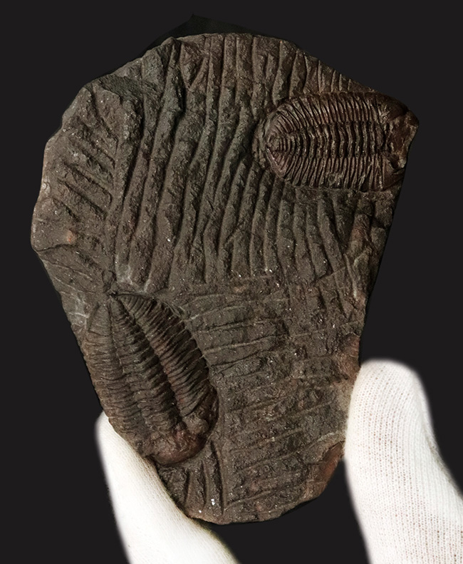 レア&マルチ!オルドビス紀に登場した小判型の初期の三葉虫、カルモニア科(Calmoniidae)の群集化石(その1)