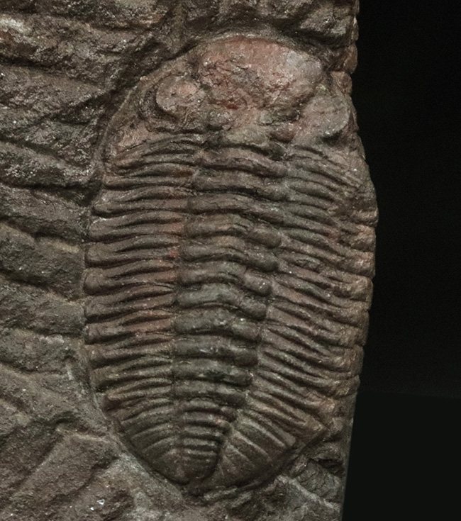 レア&マルチ!オルドビス紀に登場した小判型の初期の三葉虫、カルモニア科(Calmoniidae)の群集化石(その2)
