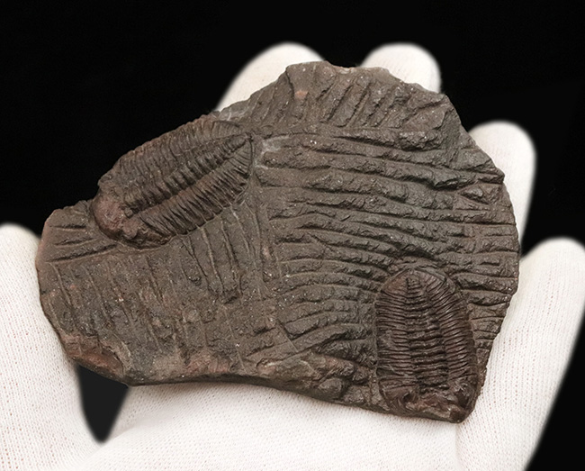 レア&マルチ!オルドビス紀に登場した小判型の初期の三葉虫、カルモニア科(Calmoniidae)の群集化石(その4)