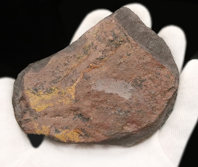 レア&マルチ!オルドビス紀に登場した小判型の初期の三葉虫、カルモニア科(Calmoniidae)の群集化石(その5)