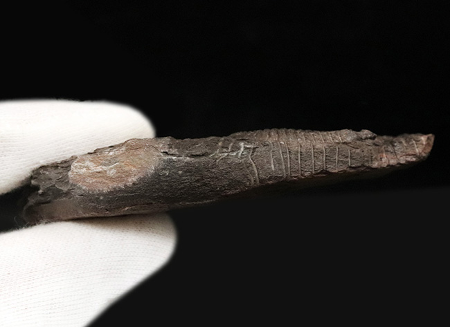 レア&マルチ!オルドビス紀に登場した小判型の初期の三葉虫、カルモニア科(Calmoniidae)の群集化石(その6)