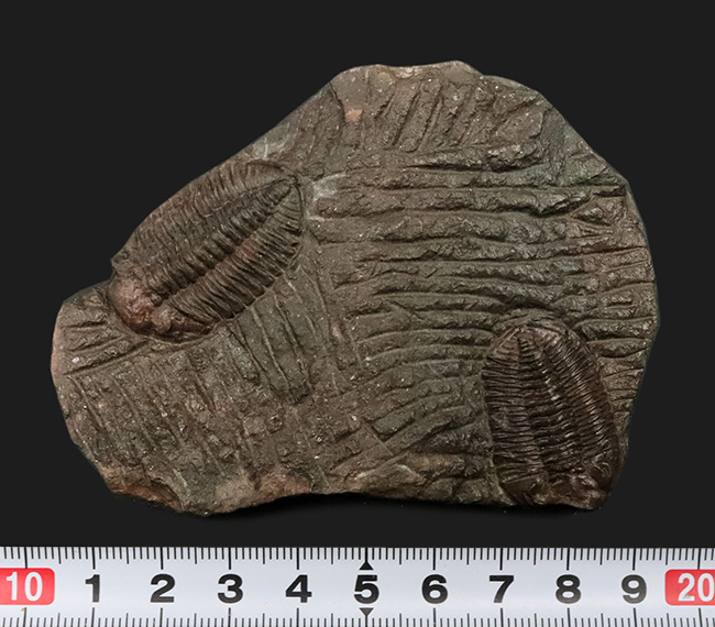 レア&マルチ!オルドビス紀に登場した小判型の初期の三葉虫、カルモニア科(Calmoniidae)の群集化石(その7)