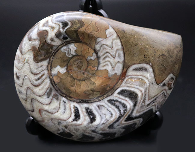 ダイナミックな縫合線模様が人気の古生代デボン紀の頭足類