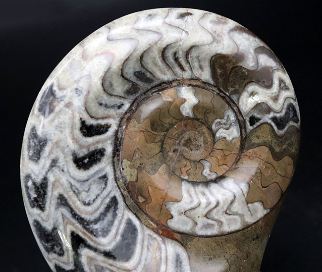 ダイナミックな縫合線模様が人気の古生代デボン紀の頭足類、ゴニアタイト（Goniatite）の化石（その3）