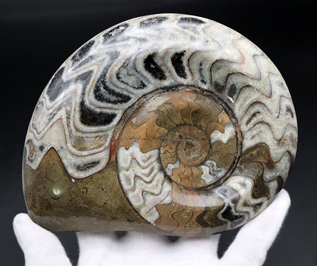 ダイナミックな縫合線模様が人気の古生代デボン紀の頭足類