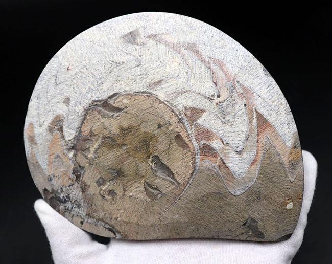 ダイナミックな縫合線模様が人気の古生代デボン紀の頭足類、ゴニアタイト（Goniatite）の化石（その6）