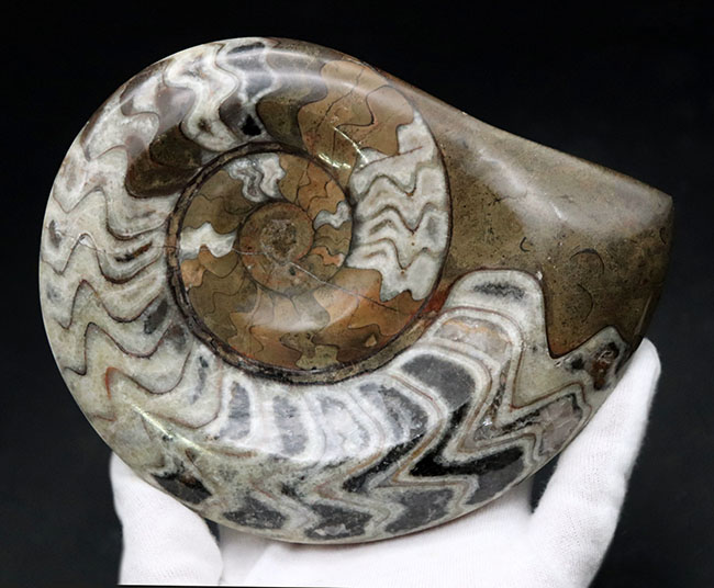ダイナミックな縫合線模様が人気の古生代デボン紀の頭足類