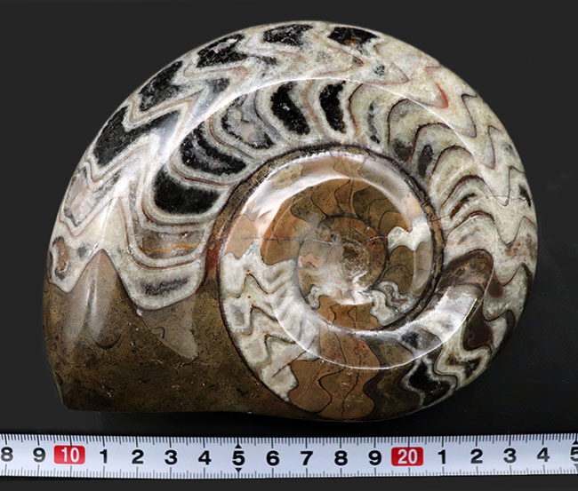 ダイナミックな縫合線模様が人気の古生代デボン紀の頭足類、ゴニアタイト（Goniatite）の化石（その9）