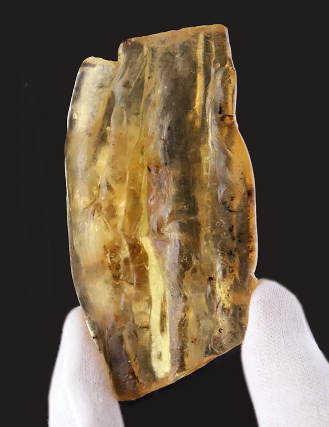 多数の虫が内包!およそ100万年前の針葉樹の樹脂が化石となったコーパル(Copal)(その2)