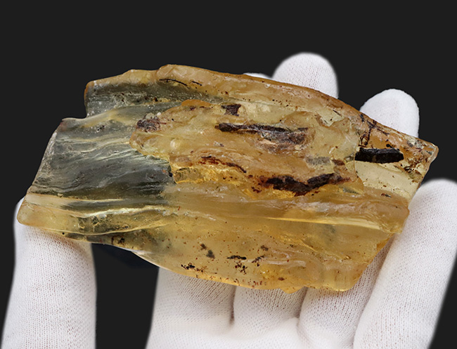 多数の虫が内包!およそ100万年前の針葉樹の樹脂が化石となったコーパル(Copal)(その3)