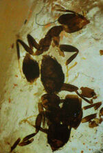 多数の虫が内包！およそ１００万年前の針葉樹の樹脂が化石となったコーパル（Copal）