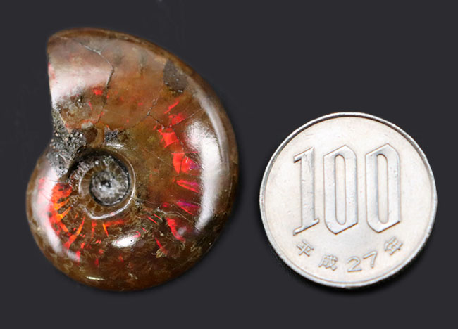 10/15化石の日限定価格】マダガスカル産 アンモナイト化石